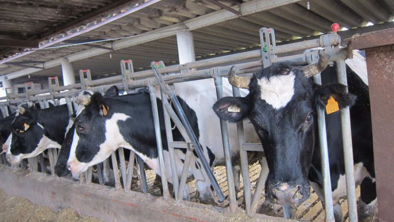 ep archivo vaca carne leche granja agricultura agro ep archivo vaca carne leche granja agricultura agro