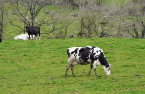 ep archivo varias vacas lecheras pastorean en la granja ep archivo varias vacas lecheras pastorean en la granja