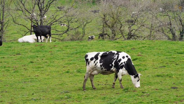 ep archivo   varias vacas lecheras pastorean en la granja