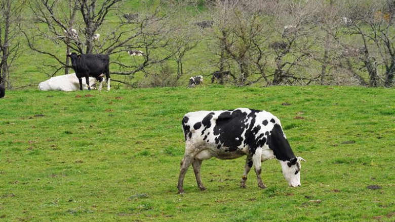 ep archivo varias vacas lecheras pastorean en la granja ep archivo varias vacas lecheras pastorean en la granja