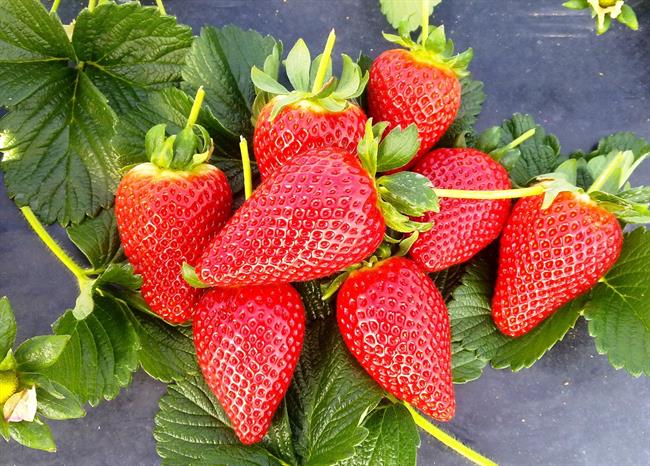 ep fresas 20171010171102