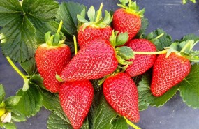 ep fresas 20171010171102