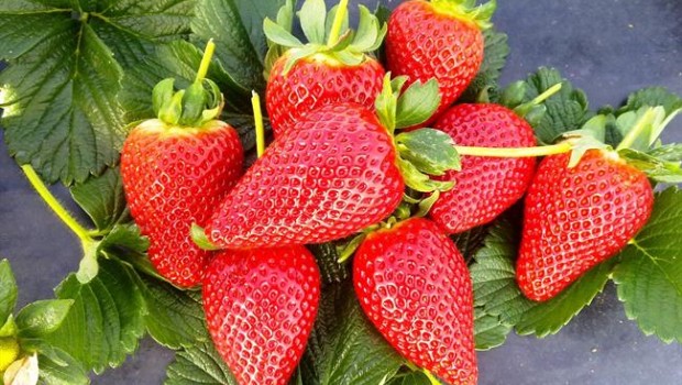 ep fresas 20171010171102