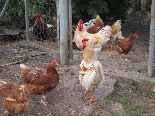ep gallinas rural
