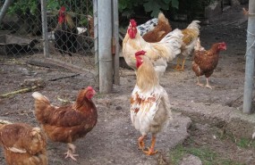 ep gallinas rural