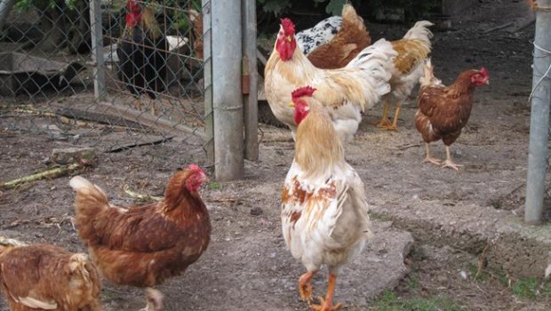 ep gallinas rural