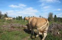 ep vacas 20181204204401 ep vacas 20181204204401