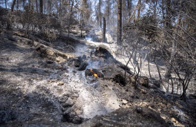 ep zona vegetal afectada por el incendio de pont de vilomara a 18 de julio de 2022 en pont de