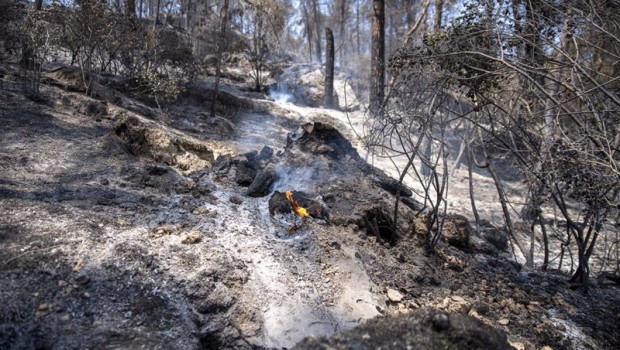 ep zona vegetal afectada por el incendio de pont de vilomara a 18 de julio de 2022 en pont de