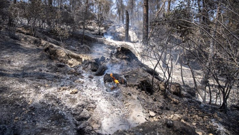 Zona vegetal afectada por el incendio de Pont de Vilomara, a 18 de julio de 2022, en Pont de Vilomara, Barcelona, Catalunya (España). | Lorena Sopêna - Europa Press ep zona vegetal afectada por el incendio de pont de vilomara a 18 de julio de 2022 en pont de