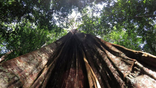 ep archivo   arbol grande del amazonas