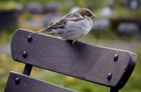 ep gorrion aves urbanas