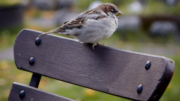 ep gorrion aves urbanas