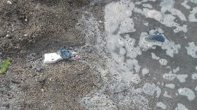 Medusas carabelas portuguesas | GOBIERNO DE CEUTA ep medusas carabelas portuguesas