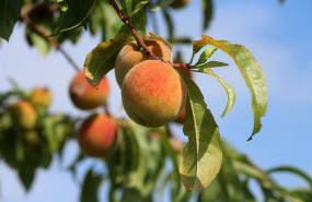ep union de uniones pide medidas para corregir la crisis de la fruta dulce
