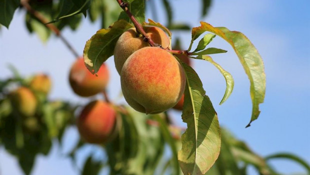 ep union de uniones pide medidas para corregir la crisis de la fruta dulce