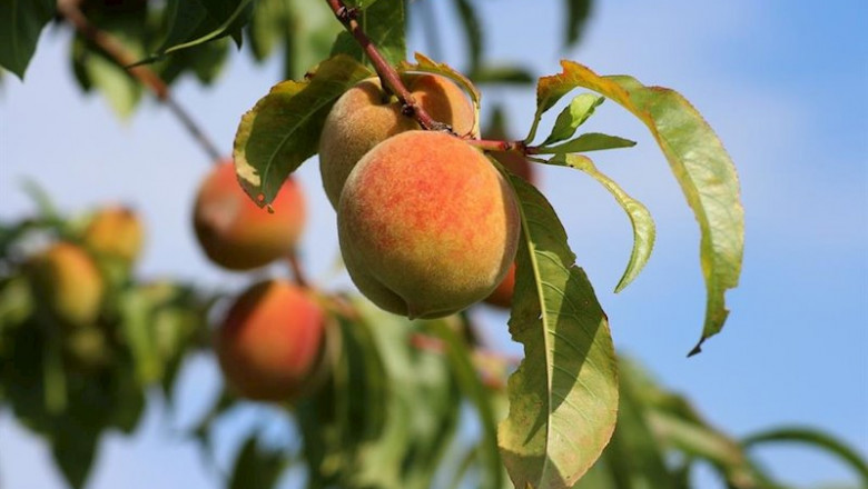 ep union de uniones pide medidas para corregir la crisis de la fruta dulce