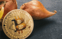 bitcointulipan4 bitcointulipan4