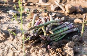 ep archivo   detalle de los esparragos verdes recien cortados en una plantacion de guadalajara