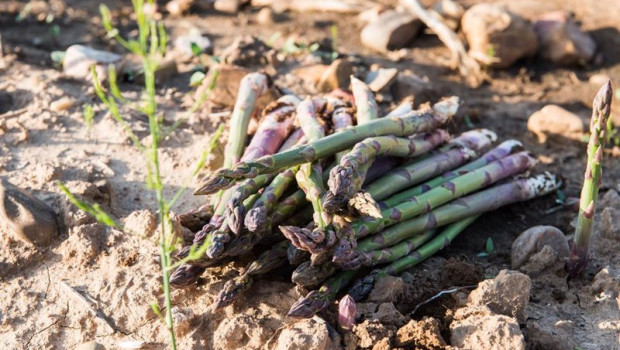 ep archivo   detalle de los esparragos verdes recien cortados en una plantacion de guadalajara