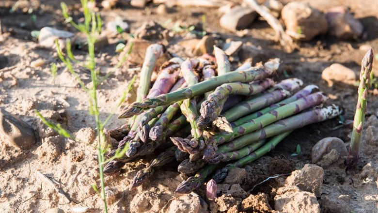 Archivo - Detalle de los espárragos verdes recién cortados en una plantación de Guadalajara | Joaquin Corchero / Europa Press - Archivo ep archivo detalle de los esparragos verdes recien cortados en una plantacion de guadalajara