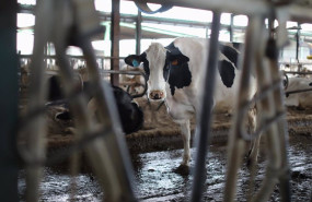 ep archivo   una vaca lechera de la raza bovina frisona en las instalaciones de la granja sociedad
