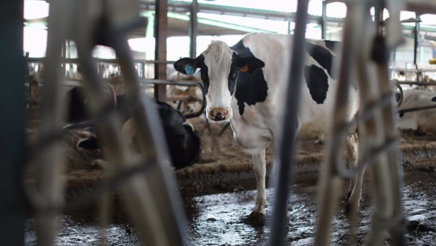 ep archivo   una vaca lechera de la raza bovina frisona en las instalaciones de la granja sociedad