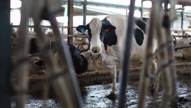 ep archivo una vaca lechera de la raza bovina frisona en las instalaciones de la granja sociedad ep archivo una vaca lechera de la raza bovina frisona en las instalaciones de la granja sociedad