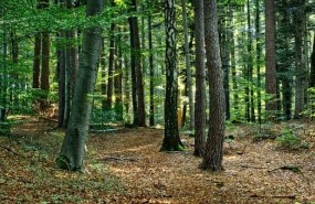 ep bosques 20180604174001