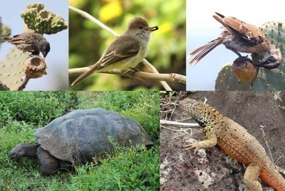 Especies que dispersan semillas | CSIC ep especiesdispersan semillas