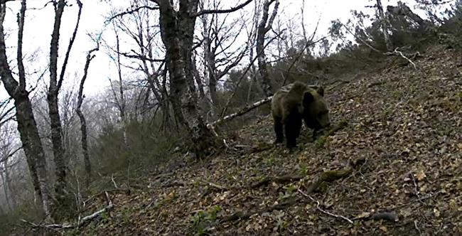 Imagen de Beato captada por los sistemas de cámaras de Medio Naturales | GOBIERNO DE CANTABRIA ep imagenbeato captadalos sistemascamarasmedio naturales