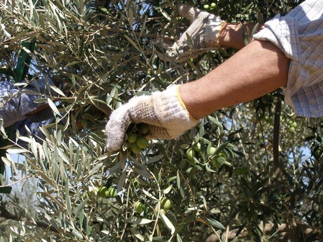 ep notaprensala consejeriaagricultura pescadesarrollo rural verdeo