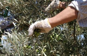 ep notaprensala consejeriaagricultura pescadesarrollo rural verdeo