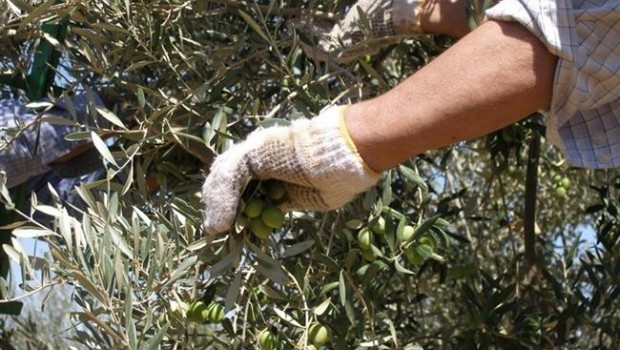 ep notaprensala consejeriaagricultura pescadesarrollo rural verdeo