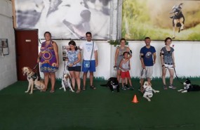 ep perros adiestrados crisis epilepticas