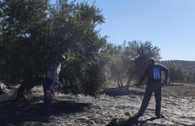 ep recoleccion de aceituna en un tajo de porcuna