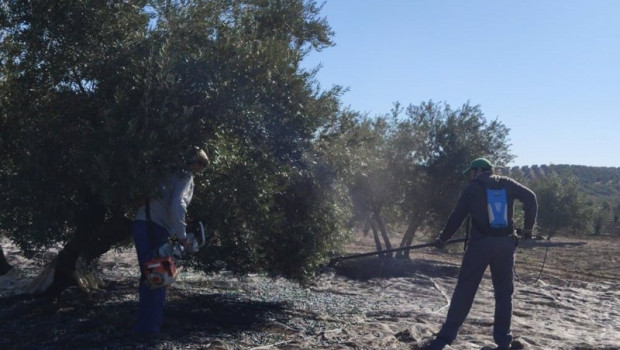 ep recoleccion de aceituna en un tajo de porcuna