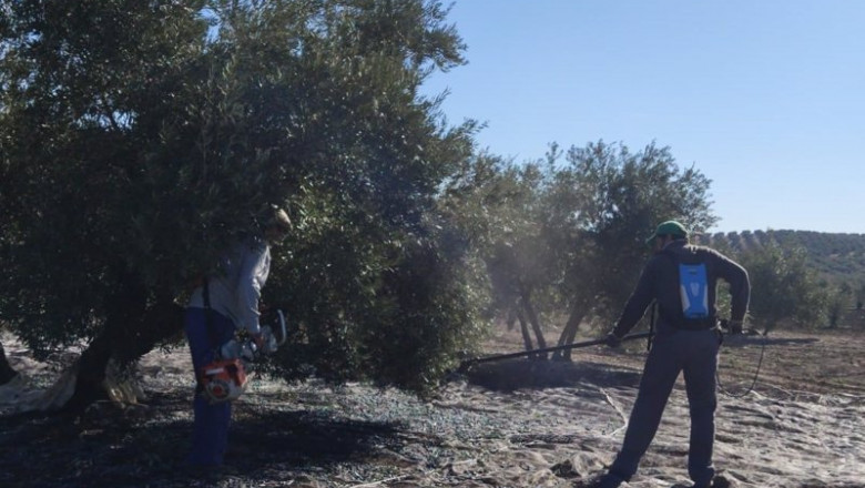 ep recoleccion de aceituna en un tajo de porcuna ep recoleccion de aceituna en un tajo de porcuna
