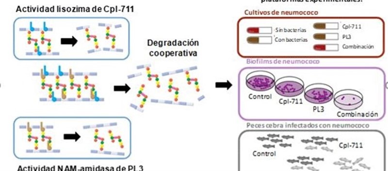 ep terapia alternativa eficientecombatirinfecciones neumococicas