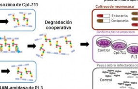 ep terapia alternativa eficientecombatirinfecciones neumococicas