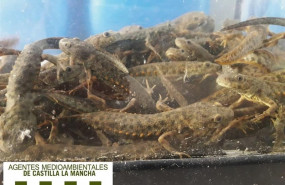 ep tritones rescatadosagentes medioambientalesalmorox