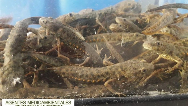 ep tritones rescatadosagentes medioambientalesalmorox