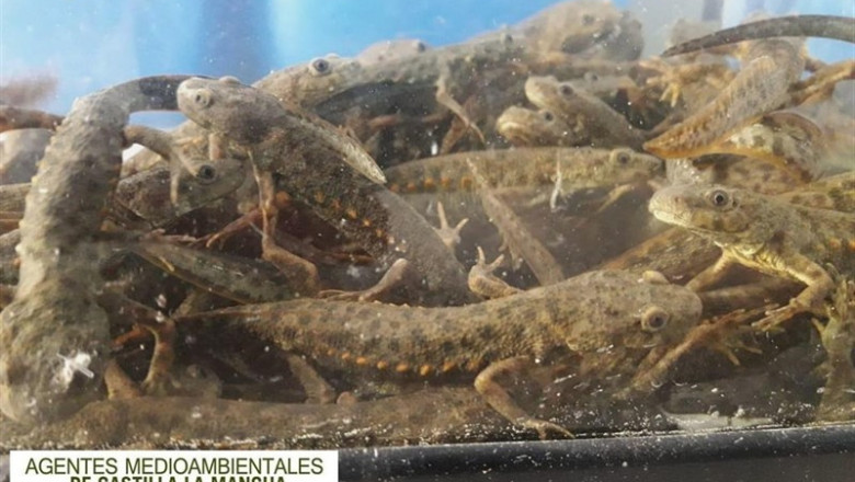 Tritones rescatados por agentes medioambientales en Almorox | APAM C-LM ep tritones rescatadosagentes medioambientalesalmorox