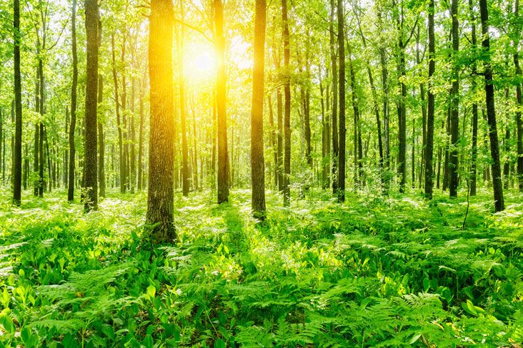 1569342071 printnature impresion natural web