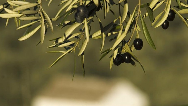 ep aceituna de mesa