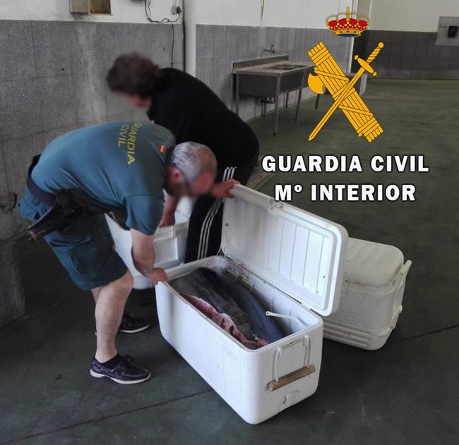 Atún rojo intervenido en Almería | GUARDIACIVIL ep atun rojo intervenidoalmeria