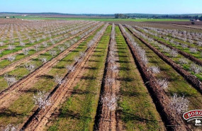 ep borges agricultural industrial nuts