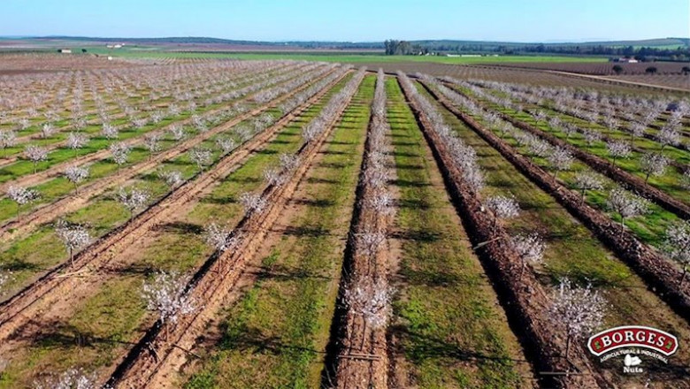 Borges Agricultural & Industrial Nuts | BORGES AGRICULTURAL & INDUSTRIAL NUTS ep borges agricultural industrial nuts