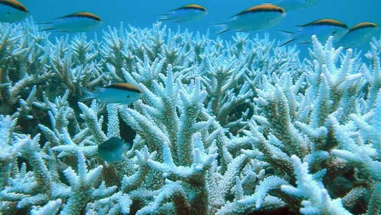 El cambio climático provoca el blanqueamiento de los corales | HOEG GULDBERT - Archivo ep cambio climatico provocablanqueamientolos corales
