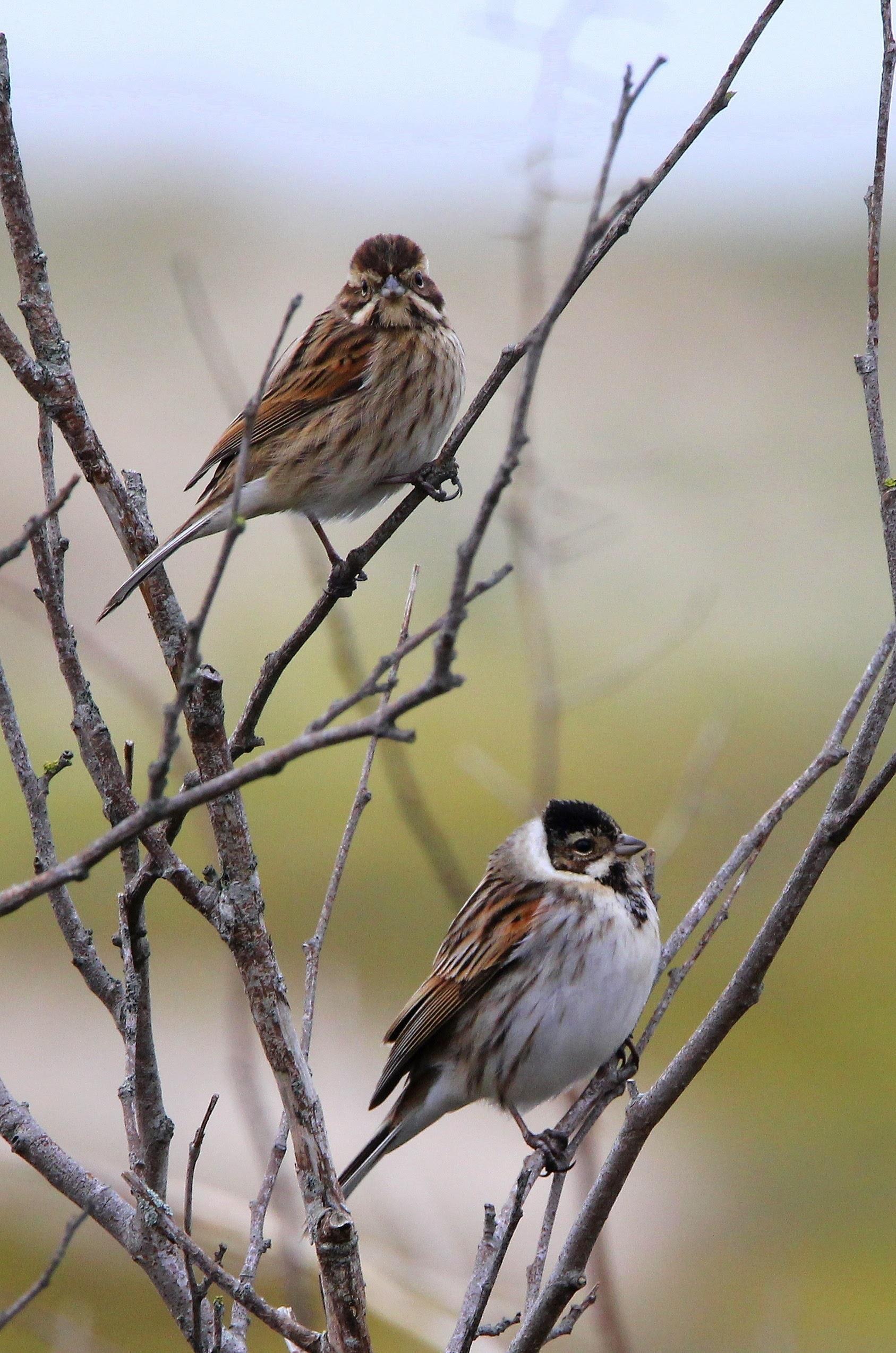 Dos escribanos palustre sobre una rama pasan el invierno en España | JOSÉ MARÍA DE LA PEÑA/ SEOBIRDLIFE ep dos escribanos palustreuna rama pasaninviernoespana